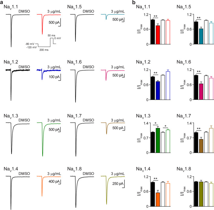 NP inhibits peak current amplitude of NaV channels. a Representative current traces, evoked by the indicated voltage protocol (inset), in the presence of DMSO vehicle ( ) or NP (3 μg NP/mL) for NaV1.1 ( ), NaV1.2 ( ), NaV1.3 ( ), NaV1.4 ( ), NaV1.5 ( ), NaV1.6 ( ), NaV1.7 ( ) and NaV1.8 ( ) expressed in HEK 293 or CHO cells. Horizontal scale bars (2 ms) apply to all traces. b Mean normalized peak current amplitude (I/Imax) in the presence of DMSO vehicle ( ) or NP (3 μg NP/mL) for NaV1.1 ( ; n=10), NaV1.2 ( ; n=8), NaV1.3 ( ; n=10), NaV1.4 ( ; n=6), NaV1.5 ( ; n=10), NaV1.6 ( ; n=11), NaV1.7 ( ; n=7), NaV1.8 ( ; n=7) and DMSO vehicle ( or, hemp seed oil (3 μg hemp seed oil/mL) for NaV1.1 ( ; n=9), NaV1.2 ( ; n=5), NaV1.3 ( ; n=5), NaV1.4 ( ; n=9), NaV1.5 ( ; n=5), NaV1.6 ( ; n=5), NaV1.7 ( ; n=11) and NaV1.8 ( ; n=7). Data points are mean±SEM. Peak current amplitudes in the presence of NP were compared to DMSO vehicle ( ) currents. Peak current amplitudes in the presence of hemp seed oil were compared to DMSO vehicle ( ) currents. Statistical significance is marked as *p<0.05; **p<0.01