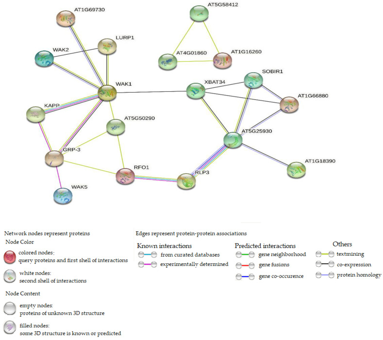 Protein–protein interaction of CsWAK/CsWAKL and Arabidopsis WAK/WAKL orthologous, setting the network edges as evidence.