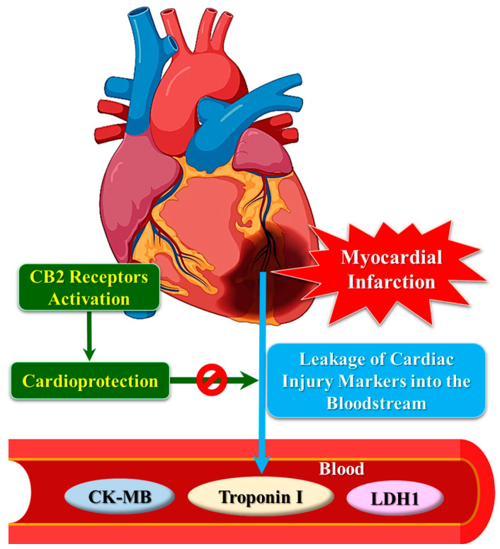 CB2 receptor activation attenuates the release of cardiac injury markers into the bloodstream, due to myocardial injury by exerting a cardioprotective effect. CK-MB: creatine kinase–myoglobin binding; LDH: lactate dehydrogenase.
