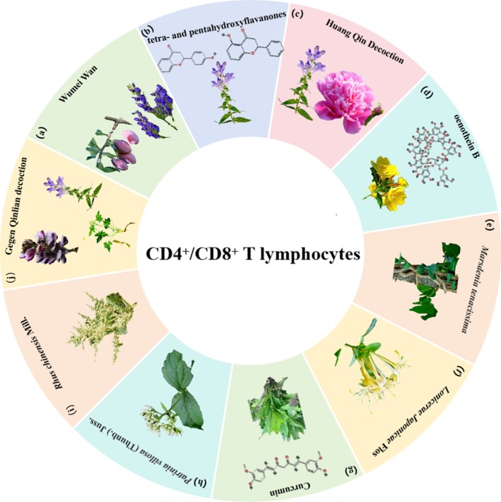 Herbal medicine treats CRC by regulating CD4+/CD8+ T lymphocytes. (a) Prunus mume Siebold & Zucc. and Aconitum carmichaelii Debeaux. (b) Scutellaria baicalensis Georgi. (c) Scutellaria baicalensis Georgi and Paeonia lactiflora Pall. (d) Oenothera biennis L. (e) Marsdenia tenacissima (Roxb.) Wight et Arn. (f) Lonicerae Japonicae Flos. (g) Curcuma longa L. (h) Patrinia villosa (Thunb.) Juss. (i) Rhus chinensis Mill. (j) Pueraria montana (Lour.) Merr., Scutellaria baicalensis Georgi and Coptis chinensis Franch.