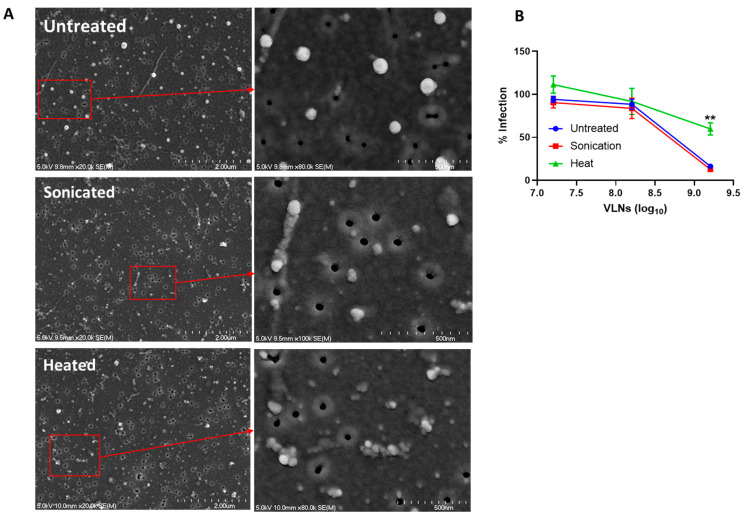 Morphology changes and antiviral function assay of Shiitake VLNs treated by sonication or heat. (A) Imaging analysis by Scanning electron microscopy (SEM): Untreated, sonicated, and heated. (B) Antiviral activity tests of the treated Shiitake VLNs against SARS-CoV-2 Ancestral strain. The micrographs showing low and high (inserts) magnifications of untreated, sonicated, and heated VLNs. Scale Bars: 2 µm (left panel) and 0.5 µm (inserts). ** p < 0.01.