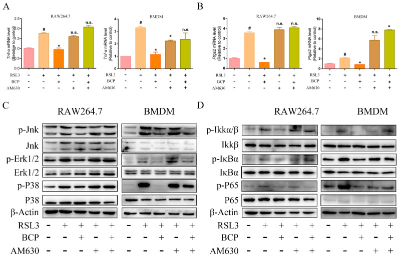 BCP inhibits ferroptosis-induced expression of inflammatory genes via activation of CB2R. RAW264.7 macrophages or BMDMs were treated with 500 nM RSL3 in the presence of BCP (20 μM), CB2R antagonist AM630 (5 μM) or both AM630 and BCP for 6 h. (A,B), Relative mRNA levels of Tnf-α and Ptgs2 in RAW264.7 macrophages and BMDMs were detected by RT-qPCR. Data are presented as mean ± S.E.M. using Gapdh as a reference. n.s., not significant, # p < 0.05, control group; * p < 0.05, versus RSL3 treatment group. (C,D), Relevant protein levels of the MAPK signaling pathway and NF-κB pathways in RAW264.7 macrophages and BMDMs were analyzed by immunoblotting. β-Actin was used as an internal reference. All data are representative of or combined from at least three independent experiments. AM630, 6−Iodopravadoline; BCP, β-caryophyllene; BMDM, bone marrow-derived macrophage; Ptgs2, prostaglandin-endoperoxide synthase 2; RSL3, ras-selective lethal small molecules 3; TNF-α, tumor necrosis factor α; Jnk, c-Jun N-terminal kinase; p-Jnk, phosphorylated-c-Jun N-terminal kinase; Erk1/2, extracellular regulated protein kinase1/2; p-Erk1/2, phosphorylated-extracellular regulated protein kinase1/2; Ikkα/β, inhibitor of kappa B kinase; p-Ikkα/β, phosphorylated-inhibitor of kappa B kinase; IκBα, inhibitor of nuclear factor kappa-B; p-IκBα, phosphorylated-inhibitor of nuclear factor kappa-B; P65, nuclear factor kappa-B; p-P65, phorylated-nuclear factor kappa-B.