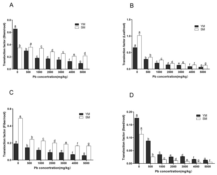 Translational factors of Pb form different organs in two industrial hemp varieties. (A): Stem translocation factor; (B): Leaf translocation factor; (C): Fiber translocation factor; (D): Seed translocation factor. Different lowercase letters represent significant differences in different concentrations (p < 0.05).