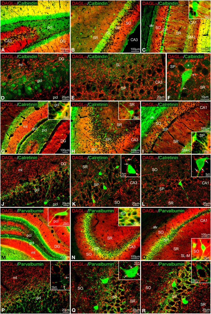 Co-localization of DAGLα and calbindin, calretinin, or parvalbumin in the rat hippocampus. Low resolution epifluorescence photomicrographs (A–C,G–I,M–O) and high resolution confocal laser scanning photomicrographs (D–F,J–L,P–R) showing labeling for calbindin, calretinin, or parvalbumin (green) and DAGLα (red) in dentate gyrus, CA3, and CA1 areas. Arrows indicate DAGLα process labeling around cells expressing calbindin, calretinin, and parvalbumin. For abbreviations see Figure 2. Scale bars are indicated in each image.