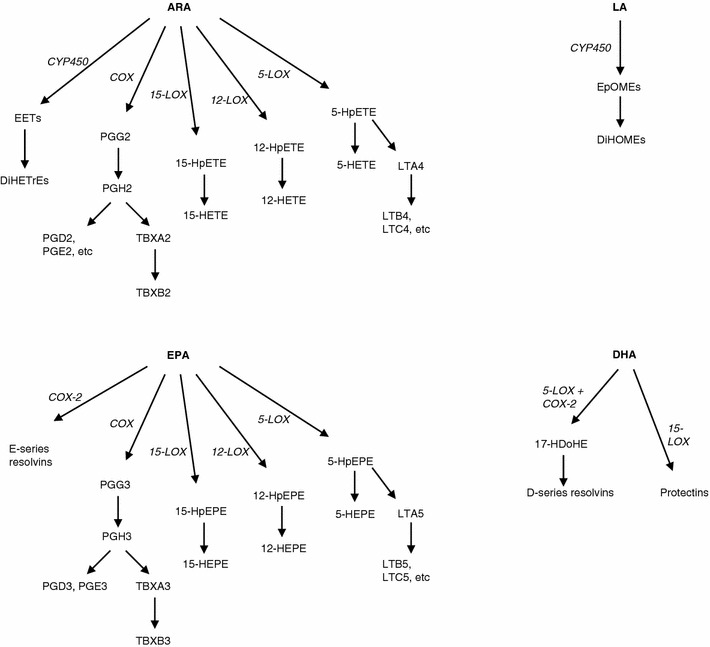 Overview of several enzymatic pathways involved in oxylipin synthesis, which are under investigation in the present paper. ARA, LA, EPA and DHA can serve as substrates, yielding distinct oxylipins and intermediates