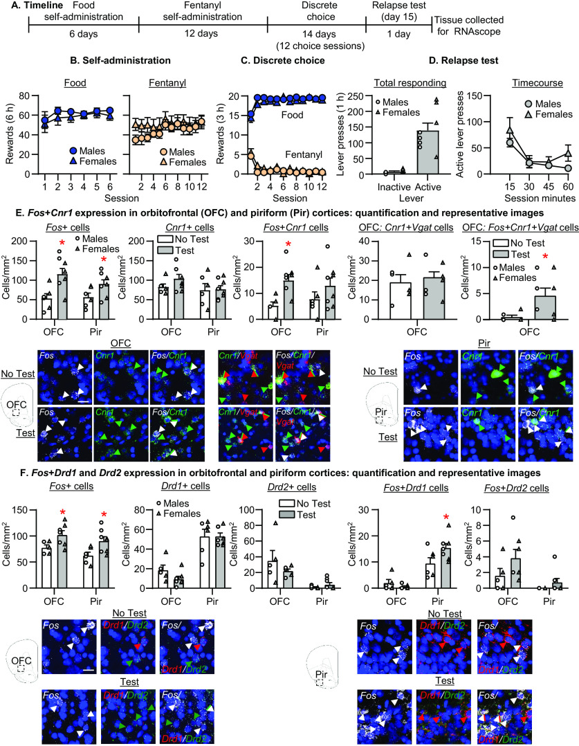 Effect of fentanyl relapse on activity in OFC and Pir cells expressing Cnr1, Drd1, and Drd2. A, Timeline of experiment 1. B, Self-administration. Number of reinforced responses (food: 5 pellets/reinforcer; fentanyl 2.5 μg/kg/infusion) during the 6-h sessions. C, Discrete choice (voluntary reduction in self-administration). Number of food-reinforced responses and fentanyl infusions earned during the 3-h choice sessions (20 trials/session). D, Relapse tests. Number of active and inactive lever presses during the 60-min test session (left) and the 15-min time course (right). E, From left to right, Number of Fos+ cells per mm2, number of Cnr1+ cells per mm2, number of Fos+Cnr1 double-labeled cells in OFC and Pir, number of Cnr1+Vgat double-labeled cells per mm2, and number of Fos+Cnr1+Vgat triple-labeled cells per mm2 in OFC. Representative images showing Fos (white), Cnr1 (green), or Vgat (red)-expressing cells (20× magnification, scale bar = 25 μm). White arrow denotes Fos-positive cell, green arrow denotes Cnr1-positive cell, and red arrow denotes Vgat-positive cells. Double-labeled cells are denoted by both a white and green arrow. Triple-labeled cells are denoted by a white, green, and red arrow. F, From left to right, Number of Fos+ cells per mm2, number of Drd1+ and Drd2+ cells per mm2, and number of Fos+Drd1 and Fos+Drd2 double-labeled cells in OFC and Pir. Representative images showing Fos (white), or Drd1 (red), Drd2 (green; 20× magnification, scale bar = 25 μm). White arrow denotes Fos-positive cell, red arrow denotes Drd1-positive cell, and green arrow denotes Drd2-positive cell. Double-labeled cells are denoted by both a white and green or red arrow (n = 6–8 per group); *p ≤ 0.05, different from the No Test group (E, F). Data are mean ± SEM. Individual data are shown separately by sex (males = circles, females = triangles) in D–F. OFC, orbitofrontal cortex; Pir, piriform cortex.