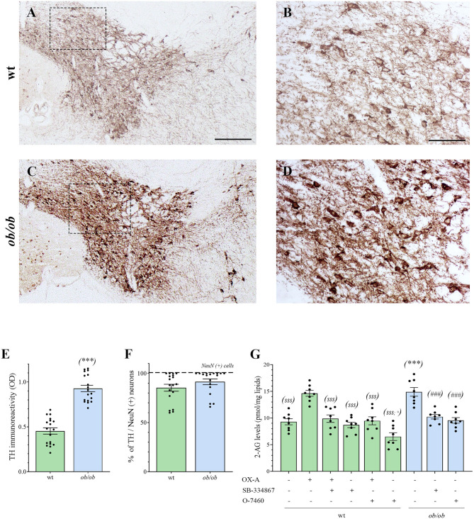 (A–D) Representative peroxidase-based TH staining in the VTA of wt and ob/ob mice. (B,D) are higher magnification of the boxed areas in A and C, respectively [Scale bar: 300 μm (A,C), 100 μm (B,D)]. Note the enhancement of TH immunoperoxidase labeling in ob/ob mice. (E) Bar graph of TH peroxidase-based optical density of immunoreactivity (O.D). Data are means ± SEM from n ≥ 3 sections/mouse, n = 6 mice/genotype; ***P < 0.001 ob/ob vs. wt mice; two-tail t-test with Welch's correction. (F) Bar graph showing the mean percentage of TH–expressing neurons calculated as ratio vs. the number of the neuronal marker NeuN-expressing cells (TH/NeuN ratio). Data are means ± SEM from n ≥ 3 sections/mouse, n = 6 mice/genotype; P = 0.33; two-tail t-test with Welch's correction. (G) Levels of 2-AG in the VTA of wt (green bars) and ob/ob mice (blue bars). Data are from n = 8 mice per group and are expressed as means ± SEM; $$$P < 0.001 wt+vehicle or wt treated vs. wt+OX-A mice; °P < 0.05 wt+O-7460 vs. wt+vehicle mice; ***P < 0.001 ob/ob vs. wt mice; ###P < 0.001 ob/ob treated vs. ob/ob+vehicle mice; one-way ANOVA followed by Bonferroni test.