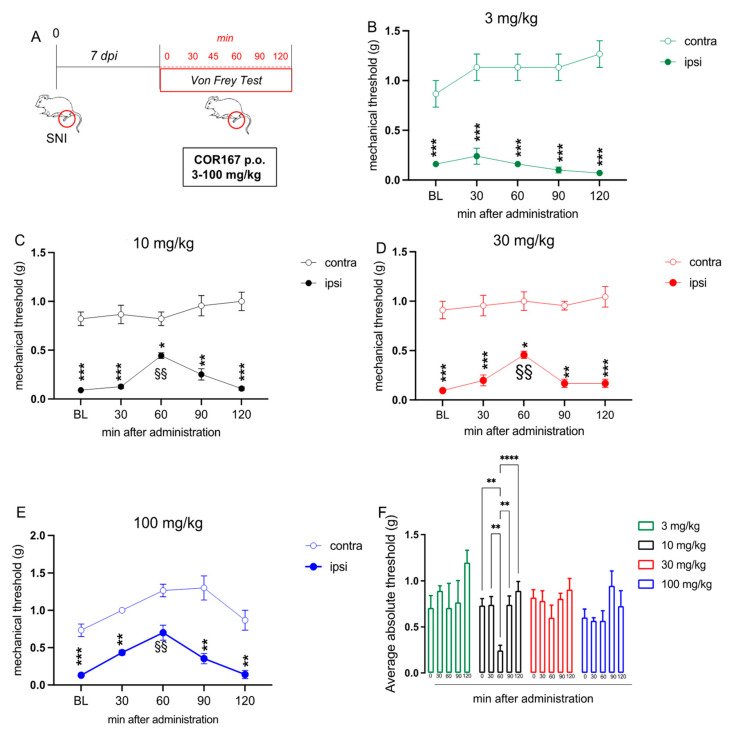 COR167 attenuation of neuropathic pain after acute administration. (A) Experimental protocol. Tests were performed on day 7 post-surgery. (B) COR167 3 mg/kg p.o. was ineffective. (C–E) Dose-dependent attenuation of mechanical allodynia by COR167 (10–30–100 mg/kg p.o. (F) COR167 10 mg/kg p.o. showed the most prominent antiallodynic activity through the evaluation of the average absolute threshold. * p < 0.05, ** p < 0.01, *** p < 0.001, **** p < 0.0001 vs. contralateral side. §§ p < 0.01 vs. BL.