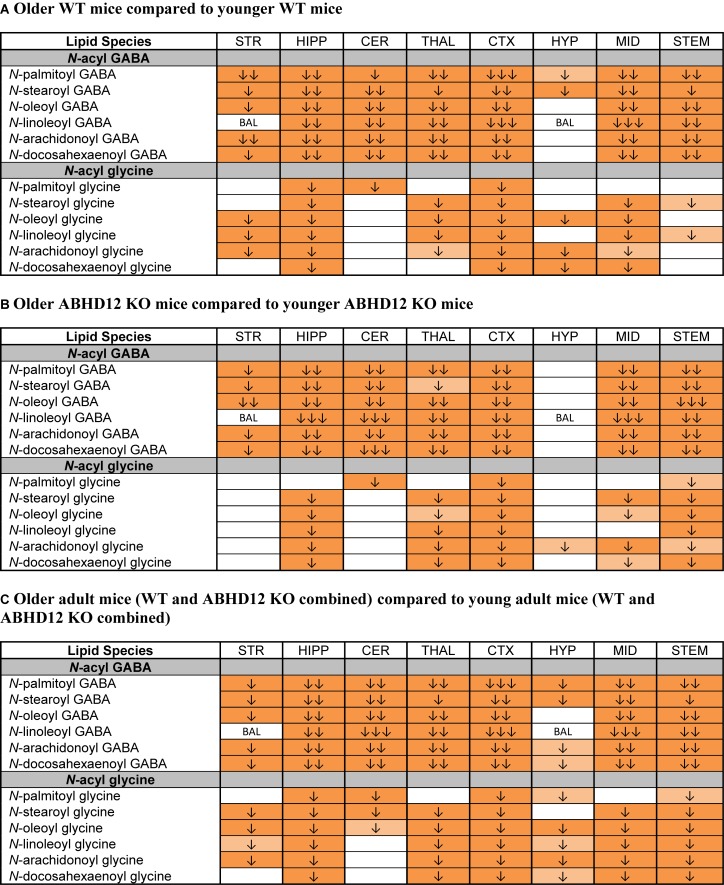 Levels of N-acyl GABAs and N-acyl glycines decline with age. Heatmaps show effects of aging on levels of targeted N-acyl GABAs and N-acyl glycines in the striatum (STR), hippocampus (HIPP), cerebellum (CER), thalamus (THAL), cortex (CTX), hypothalamus (HYP), midbrain (MID), and brainstem (STEM). Cells with shaded arrows indicate a change for that lipid in the indicated older adult brain area relative to the same younger adult control area. The arrow color indicates the direction of a significant result relative to young adult animals. Green colors represent increases, whereas orange colors represent decreases. Darker colors represent changes of p < 0.05 and lighter colors represent changes of p < 0.10. The number of arrows indicates the magnitude of the difference. One arrow indicates a magnitude difference of less than 1.5 fold, 2 arrows indicate a 1.5–1.99 fold change, and 3 arrows indicate a 2–2.99 fold change. A blank cell indicates that there was no change in the lipid’s level. BAL, below analytical limit; meaning that the indicated analyte was not detected in all samples from that region. See Methods and Supplementary Figure 2 for more detailed description of analysis. (A) Shows how age affected levels of N-acyl GABAs and N-acyl glycines in wild-type (WT) animals. (B) Shows how age affected levels of N-acyl GABAs and N-acyl glycines in ABHD12 knockout (KO) animals. (C) Shows the comparison between older adult mice (WT and ABHD12 KO combined) and younger adult mice (WT and ABHD12 KO combined).