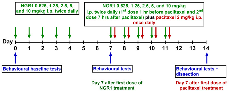 Schematic representation of paclitaxel and drug administration protocols. The green arrows indicate the days when NGR1 was administered. NGR1 was administered to the mice by intraperitoneal injection 5 days before and 5 days during paclitaxel injection. The red arrows indicate the days when paclitaxel was administered. The blue arrows indicate the days when behavioral tests were performed.