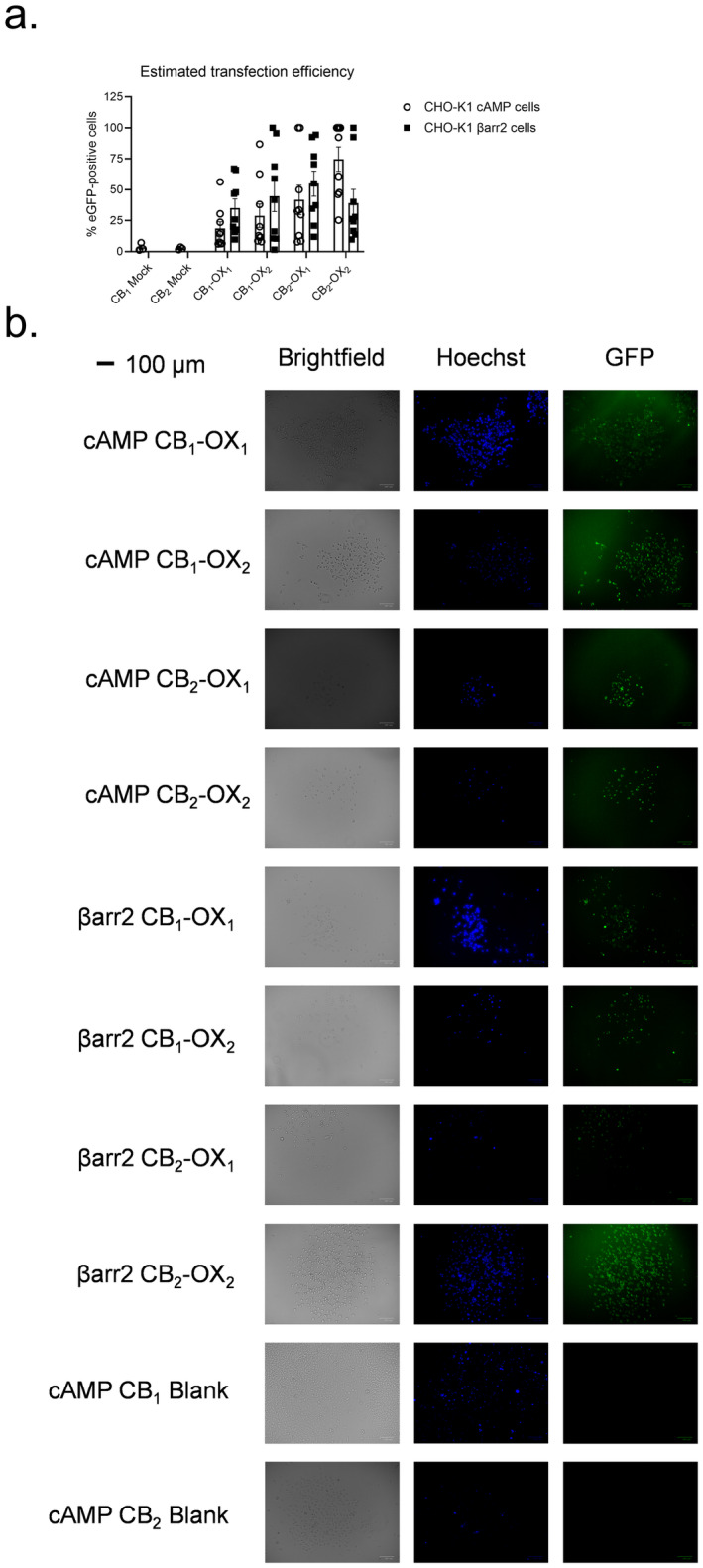 Estimation of transfection efficiency. CHO cells stably expressing CB1 and transiently transfected with either OX1 or OX2‐eGFP plasmids were stained with Hoechst to visualize nuclei and observed to estimate transfection efficiency based on the number of cells expressing eGFP (A). Data are mean ± SEM from n = 3 (Mock) or 9 independent experiments. (B) Representative images for data presented in panel (A). Scale bar represents 100 μm.