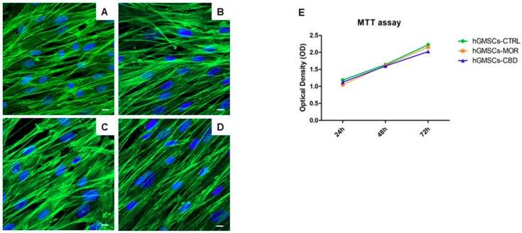 The immunofluorescence analysis for actin expression showed no morphological changes in hGMSCs-MOR (B) and in hGMSCs-CBD (D) when compared to hGMSCs-CTRL (A,C). Green fluorescence: cytoskeleton actin. Blue fluorescence: cell nuclei. Mag: 63X. Scale bar: 5 µm. The hGMSCs treated with MOR or CBD showed a similar proliferation rate of the untreated cells as demonstrated by MTT assay at 24, 48 and 72 h of culture (E).