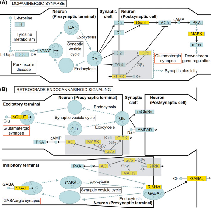 Synopsis of significant “dopaminergic synapse” (A) and “retrograde endocannabinoid signaling” (B) pathways in the striatum of the 6‐OHDA PD rat model according to the KEGG analysis. The yellow blocks represent the enriched DEGs. The gray blocks mark the shared cascade in the two pathways. The red boxes mark the related KEGG pathways. This synopsis referred to the pathways (map04728 Dopaminergic synapse and map04723 Retrograde endocannabinoid signaling) of KEGG (https://www.kegg.jp/kegg/) 45