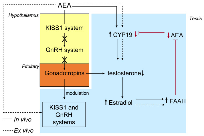 Centrally-mediated, and intratesticular mechanisms in the control of sex steroid biosynthesis through the modulation of FAAH in the frog. Black lines: centrally mediated effects of AEA; dotted black lines: intratesticular effects of AEA; red lines: the possible regulatory feedback loop on AEA tone.