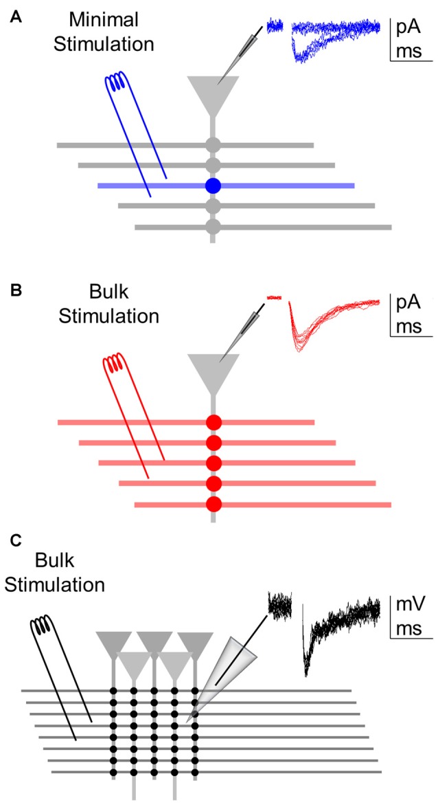 Assessing synaptic transmission at different levels of analysis. (A) Minimal stimulation to activate single or few axons allow recording of a single synapse (blue) from a whole-cell recorded postsynaptic neuron. Inset: representative excitatory postsynaptic currents (EPSC) recordings showing failures and successes (of relatively constant low amplitude) in synaptic transmission. (B) Bulk stimulation of multiple fibers to activate a synapse ensemble (red) from the whole-cell recorded postsynaptic neuron. Inset: representative excitatory postsynaptic potentials (EPSCs) showing relatively constant amplitudes void of failures. (C) Bulk stimulation of a synapse population (black) recorded extracellularly through local field potential. Inset: representative fEPSP recordings showing relatively constant amplitudes.