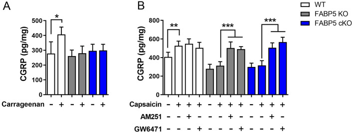 FABP5 deletion attenuates carrageenan-induced and TRPV1-evoked spinal CGRP release. (A) WT, FABP5 KO, and FABP5 cKO mice received intraplantar injections of vehicle or carrageenan and lumbar spinal cords were obtained 4 h later. The sections were incubated for 30 min and CGRP release was subsequently quantified. *p < 0.05 calculated using unpaired t test (n = 5). (B) WT, FABP5 KO, and FABP5 cKO mice were administered vehicle, 3 mg/kg AM251, or 4 mg/kg GW6471 prior to intraplantar injections of carrageenan. Lumbar spinal cord sections were collected 4 h later and incubated with vehicle followed by 1 µM capsaicin in the presence or absence of 3 µM AM251 or 10 µM GW6471 for 30 min. CGRP release was quantified prior to and after the addition of capsaicin. **p < 0.01; ***p < 0.001 calculated using one-way ANOVA followed by Dunnett’s post-hoc test (n = 5).