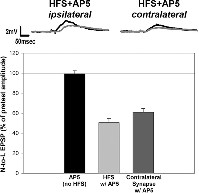 LTD was observed in the HFS + AP5 conditions. Experiments were repeated in which synaptic transmission by contralateral N cells onto a shared postsynaptic target were measured (see Fig. 1A), but in the presence of AP5. In these conditions, LTD was observed in the N cell synapse that received HFS. LTD was also observed in the contralateral synapse that did not receive HFS. AP5 alone does not alter EPSP magnitude in these experiments.