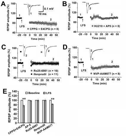 NMDAR mediates cannabinoid-facilitated LTD induction in the VTA.(A) CPPG and 4CPG together failed to affect LFS-induced LTD in chronic HU210-treated rats. (B) AP-5 blocked LFS-induced VTA LTD in chronic HU210-treated rats. (C) Ro25-6981 and ifenprodil blocked LFS-induced VTA LTD in chronic HU210-treated rats. (D) NVP-AAM077 failed to affect LFS-induced LTD in chronic HU210-treated rats. (E) Summary of LTD induction and blockade. ** p<0.01 versus baseline.