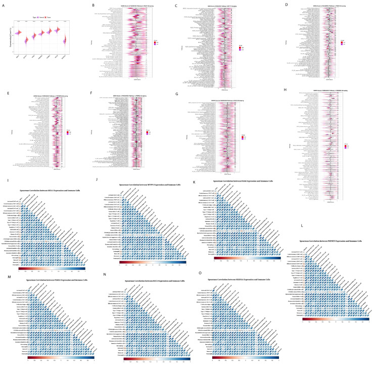 Expression analysis and Spearman correlation analysis between the abundance of 28 cells and prognostic genes, as well as functional analysis of seven prognostic genes in TCGA cohorts. (A) Expression level of seven prognostic genes in the TCGA cohorts. GSVA after grouping (B) MEAI, (C) MTFP1, (D) PASK, (E) PSENEN, (F) PSME2, (G) RCC2, and (H) SH2D2A into high and low levels. (I–O) Spearman correlation analysis between the abundance of 28 cells and seven prognostic genes. (* p < 0.05; ** p < 0.01; *** p < 0.001; **** p < 0.0001).