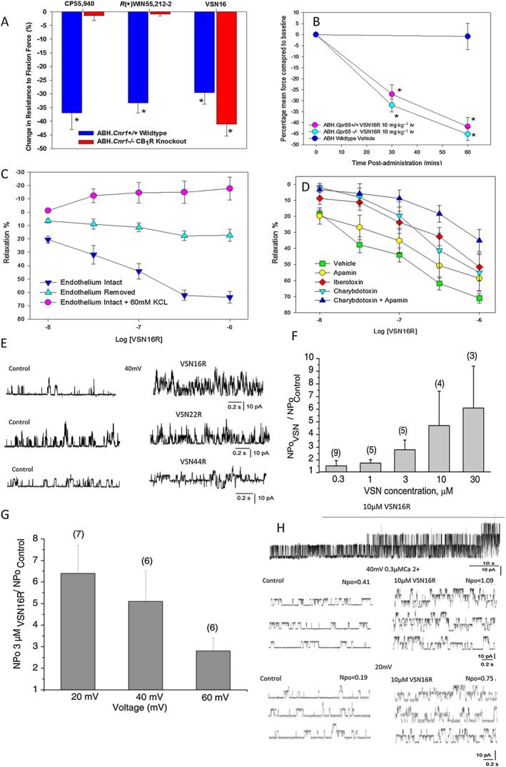 VSN16R is a BKCa channel opener. (A) Percentage change in resistance to flexion in response to treatment with either 1 mg·kg−1 i.p. CP55,950 (n = 5 animals, n = 8 limbs), 5 mg·kg−1 i.p. R(+)WIN55,212 (n = 7 animals, n = 14 limbs) or 5 mg·kg−1 i.v. VSN16R in wild‐type ABH (n = 7 animals, n = 14 limbs) or congenic CB1 receptor‐deficient mice (n = 5 animals per group n = 10 limbs) at 30 min after treatment. (B) Changes in resistance to flexion in response to treatment with vehicle (n = 8 animals, n = 14 limbs) or 10 mg·kg−1 i.v. VSN16R wild‐type ABH (n = 8 animals, n = 16 limbs) or congenic GPR55‐deficient mice (n = 8 animals, n = 15 limbs). (C, D) Dose‐dependent VSN16R‐mediated relaxation of methoxamine‐evoked contractions in rat mesenteric arteries. (C) Endothelial intact (n = 11 assays), endothelium denuded (n = 6 assays) or endothelium intact cultures in the presence of 60 mM KCl (n = 4 assays). (D) Vehicle‐treated controls (n = 17 assays) or pretreated with 50 nM apamin (n = 7 assays), 50 nM iberotoxin (n = 5 assays), 50 nM charybdotoxin (n = 6 assays) or a combination of apamin and charybdotoxin (n = 6 assays). (E) At 3 μM VSN16R, VSN22R and VSN44R stimulate single BKCa channel activity in inside‐out patches, excised from EA.hy926 cells, held at 40 mV and exposed to 0.3 μM free Ca2+; representative plots are shown. (F, G) Statistical representation of the potentiation of BKCa single channel activity (NPo) by 3 μM VSN16R. (F) Concentration‐dependent increase in NPo by 0.3–30 μM VSN16R at a holding voltage of 60 mV and (G) different voltages and fixed Ca2+ 300 nM. The number of patches is shown in brackets. The results represent the mean ± SD. (H) VSN16R stimulates single BKCa channel activity in inside‐out patch excised from human neural HCN‐2 cells and held at either 20 or 40 mV in the presence of 0.3 μM free Ca2+ (n = 4 patches).