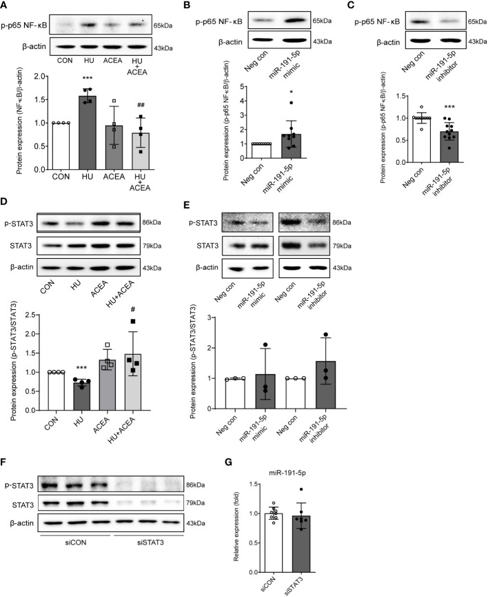 Phosphorylation of NF-κB p65 was modulated by miR-191-5p in HU-induced cell senescence. (A, D) Representative bands of western blot and quantitative analyses of phosphorylation of NF-κB p65 (A) and p-STAT3 (D) protein expression levels in Caco-2 cells after HU and/or ACEA treatment are shown. Error bars, SD (n = 3). ***p<0.001 compared to control group, #p<0.05, ##p<0.01 compared to HU treatment group. (B, C) The protein expression level of NF-κB p65 phosphorylation was detected by western blot in miR-191-5p mimic- (B) and inhibitor- (C) transfected Caco-2 cells. Error bars, SD (n = 3). *p<0.05, ***p<0.001 compared to negative control group. (E) Phosphorylation of STAT3 was evaluated with miR-191-5p mimic- and inhibitor-transfected Caco-2 cells. The bar graph below shows the result of quantitative analysis. (F) p-STAT and STAT3 protein expression was shown in cells transiently transfected with siRNA of STAT3. (G) miR-191-5p expression in transiently transfected Caco-2 cells with siSTAT3 was measured using qPCR. Error bars, SD (n = 3).