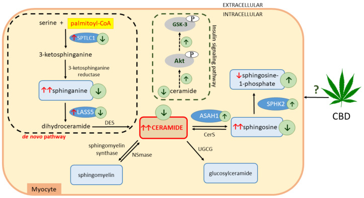 Effects of a high-fat diet (HFD) and chronic cannabidiol (CBD) administration on the sphingolipid metabolic pathway in rat myocytes. ↑, increase; ↓, decrease; red arrows indicate the effects of high-fat feeding; green arrows indicate the effects of CBD treatment; serine palmitoyltransferase, long chain base subunit 1 (SPTLC1); ceramide synthase 5 (LASS5); dihydroceramide desaturase (DES); neutral sphingomyelinase (NSmase); UDP-glucose ceramide glucosyltransferase (UGCG); ceramide synthase (CerS); acid ceramidase (ASAH1); sphingosine kinase 2 (SPHK2); phosphorylated protein kinase B (pAkt); phosphorylated glycogen synthase kinase 3 (pGSK-3).