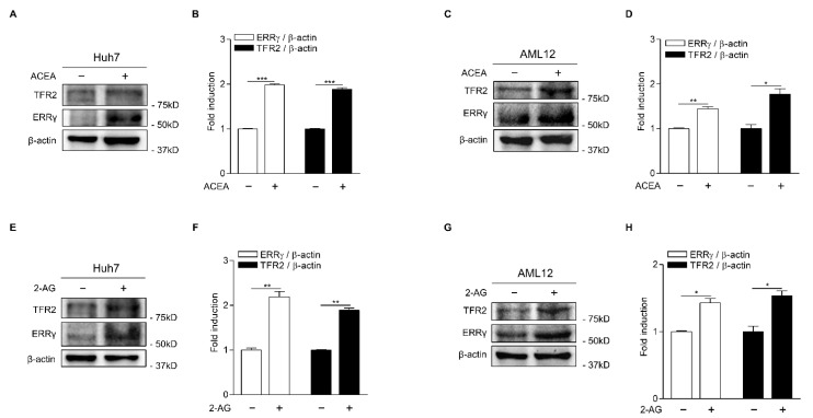 CB1 receptor signaling induces ERRγ and TFR2 protein expression. (A–D) Western blot analysis (A,C) and graphical representation (B,D) showing ERRγ and TFR2 protein levels. Huh7 cells (A) and AML12 cells (C) were treated with ACEA (10 μM) for 12 h. (E–H) Western blot analysis (E,G) and graphical representation (F,H) showing ERRγ and TFR2 protein levels. Huh7 cells (E) and AML12 cells (G) were treated with 2-AG (10 μM) for 12 h. The independent experiments were repeated at least twice. Error bars show ± SD. * p < 0.05, ** p < 0.01, *** p < 0.001 by two-tailed Student’s t-test.