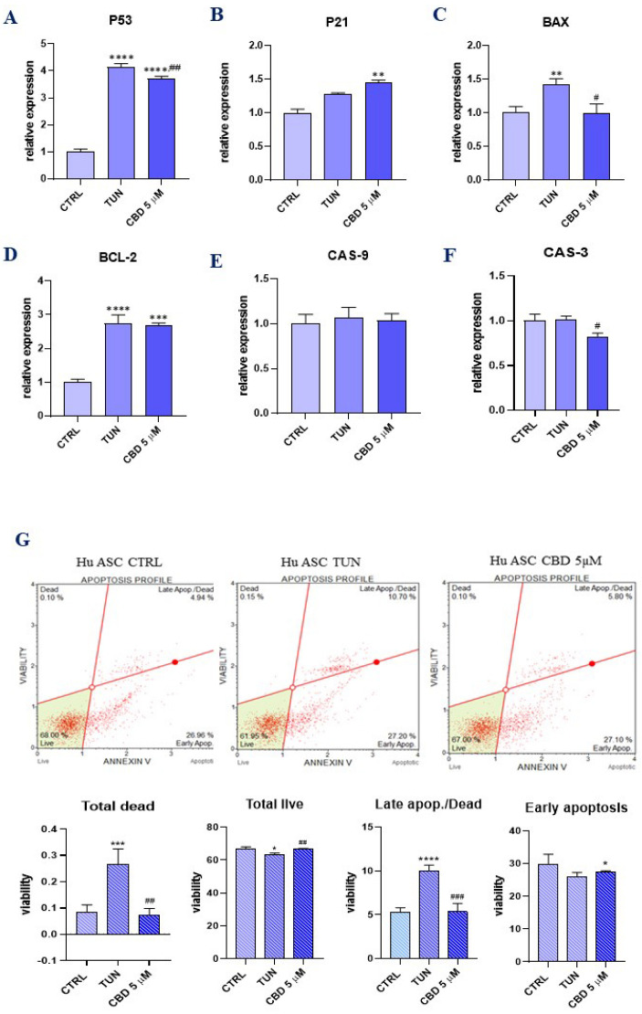 Evaluation of apoptosis (CBD protects ER stress-induced apoptosis in ASCs). Determination of apoptosis-related genes expression: p53 (A), p21 (B), BAX (C), BCL-2 (D), CAS-9 (E), and CAS-3 (F). Estimation of CBD influence on apoptosis was made using Annexin-V & Dead Cell (7-AAD) flow cytometry. Apoptosis profile plots, where each is a representative figure of the three replicates of each determination. Percentage of total dead, total live, late, and early apoptosis is shown in bar charts (G). Asterisk (*) refers to a comparison of groups treated with tunicamycin (TUN) and CBD (CBD 5 µM) to untreated healthy cells (CTRL). Hashtag (#) refers to comparison of group treated with CBD (CBD 5 µM) to group treated with tunicamycin (TUN). */# p < 0.05, **/## p < 0.01, ***/### p < 0.001, **** p < 0.0001 while non-significant differences are not marked. Statistics were performed by one-way ANOVA test.