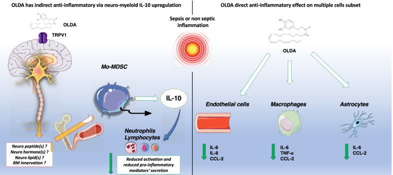 Hypothetical model of OLDA’s anti-inflammatory effects mediated by CNS TRPV1 neurons, and TRPV1-independent actions on leukocytes and endothelial cells. Left panel: Under inflammatory conditions, the activation of central nervous system TRPV1 neurons by OLDA triggers a neuro-immune inflammatory reflex, that culminates in the acute upregulation of IL-10 production in the peripheral circulation. Monocytic myeloid cells are required for the upregulation of IL-10 and are speculated to be the cellular source of the upregulated IL-10. The link between neuronal TRPV1 activation in the CNS and the effector myeloid cells remains unknown. Potential mechanistic mediators include neuromodulators released by TRPV1 neurons, or bone marrow innervation. Right panel: In addition to the neuro-immune upregulation of IL-10, OLDA acts directly upon monocytes/macrophages and/or non-conventional immune cells, such as endothelial cells and glial cells, to reduce their production of pro-inflammatory cytokines and chemokines. Therefore, the endovanilloid system has a multi-pronged ability to limit the amplification of acute inflammation and promote its resolution