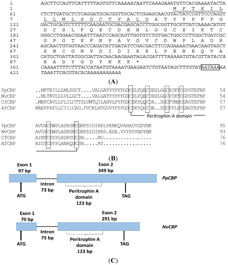 Sequence analysis of PpCBP in Pteromalus puparum. (A) The cDNA and deduced amino acid sequences of the PpCBP. The predicted signal peptide is underlined. Asterisk denotes a stop codon. The polyadenylation signal (AATAAA) is boxed; (B) Alignment of deduced amino acid sequences of PpCBP and three other insect species. The alignment was performed using the Clustalx program. NvCBP (Nasonia vitripennis), accession No. NP_001164343. CfCBP (Camponotus floridanus), accession No. EFN70974. AfCBP (Apis florea), accession No. XP_003694671. Cysteine residues in the mature proteins are boxed; (C) Schematic diagram of the PpCBP and NvCBP gene structure. Black boxes represent the two exons and the solid line represents the intron. Up arrows indicate positions of a start codon (ATG) and a stop codon (TAG). Numbers indicate the nucleotide length for the exons, peritrophin-A domain, and intron.