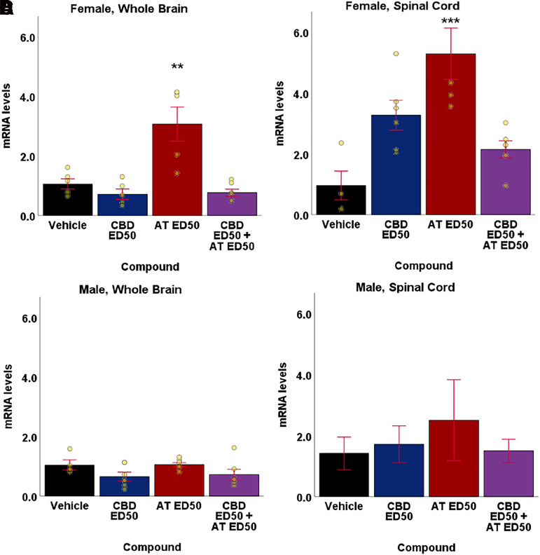 Administration of the AT ED50 dose (3.30 mg/kg in female mice, 2.82 mg/kg in male mice) increased expression of CB1 mRNA expression levels in whole brain and whole spinal cord tissue of female [(A) brain, (B) spinal cord] but not male [(C) brain, (D) spinal cord] mice. Data are expressed as mean ± S.E.M. (female, whole brain: vehicle n = 5, CBD ED50 n = 5, AT ED50 n = 5, CBD ED50 + AT ED50 n = 6; female, whole spinal cord: vehicle n = 4, CBD ED50 n = 6, AT ED50 n = 5, CBD ED50 + AT ED50 n = 6; male, whole brain: vehicle n = 4, CBD ED50 n = 6, AT ED50 n = 6, CBD ED50 + AT ED50 n = 6; male, whole spinal cord: vehicle n = 5, CBD ED50 n = 5, AT ED50 n = 6, CBD ED50 + AT ED50 n = 5). One-way ANOVA with Bonferroni post-hoc used to calculate significance. Relative to vehicle: *P < 0.05, **P < 0.01, ***P < 0.001.