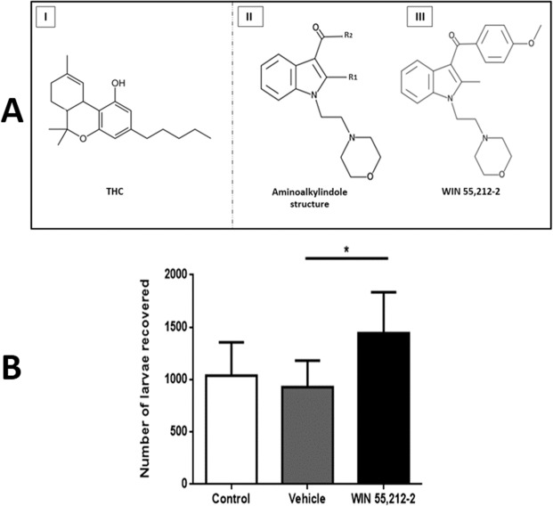 (A) Structure of the main cannabinoid of the Cannabis sativa plant, tetrahydrocannabinol, THC (I). General structure of aminoalkylindole compounds (II), derived from pravadoline, which have the same biological effects as THC, with WIN 55,212-2 being the most representative compound (III). (B) Parasitic load in the duodenum of the three experimental groups. Animals were infected with 2000 muscular larvae by intragastric route and sacrificed after 5 days post-infection. The larvae were recovered from the gut of infected animals. Data are expressed as mean ± SD. One-way ANOVA test and post hoc Tukey multiple comparisons test was performed. *p < 0.05; n = 6 for each group.
