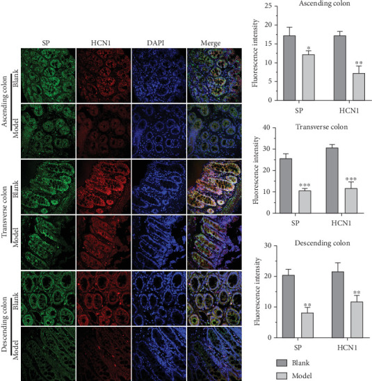 HCN1 and SP in the blank and model groups were detected by IFA. (a) The expression levels of HCN1 and SP in the colon of the blank group and model group were detected by IFA. (b) Histogram of fluorescence intensity of HCN1 and SP. ⁣∗p < 0.05, ⁣∗∗p < 0.01, ⁣∗∗∗p < 0.001 vs. blank.