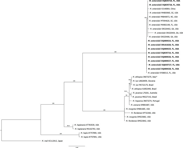 Bayesian 50% majority-rule consensus tree inferred from mitochondrial DNA fragment of partial l-rRNA gene from TRNAH/MRH106 primer set. Meloidogyne enterolobii from this study are represented in bold. Branch lengths represent means of posterior distribution. GenBank accession number precedes species and origin. *Recently reclassified as Meloidogyne luci (Stare et al., 2017).