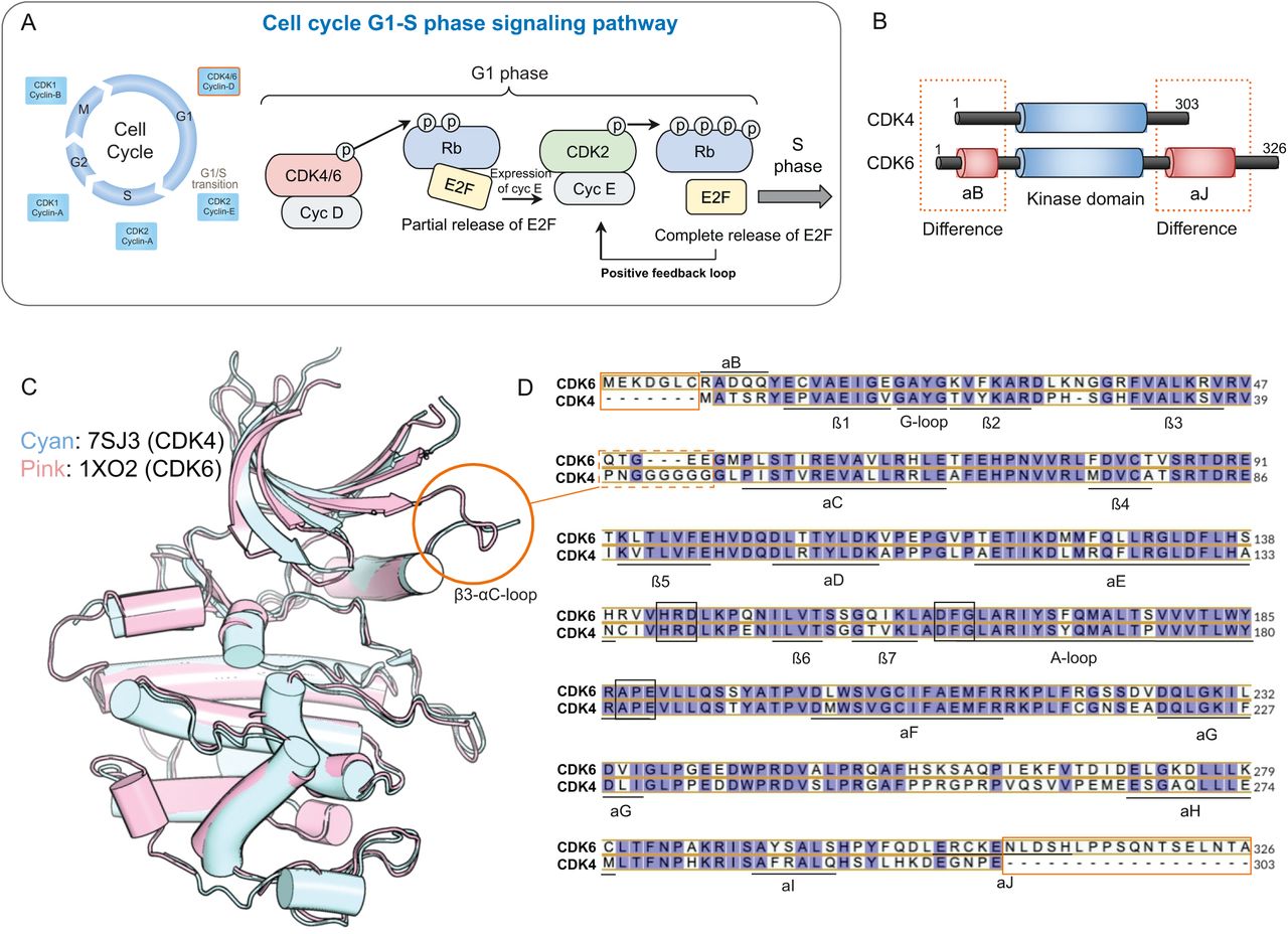 CDK4 and CDK6 domain structures and sequence alignments.(A) Cell cycle and G1-S phase signaling pathway. CDK4 and CDK6 are essential in regulating the G1 phase of the cell cycle. When complexed with cyclin-D (Cyc D), they phosphorylate Rb, partially releasing E2F transcription factors to induce cyclin-E expression. Cyclin-E/CDK2 then completes Rb phosphorylation, fully releasing E2F, and driving cells into the S phase. The pathway shows the cooperative roles of CDK4/6 and CDK2 in promoting cell cycle progression through a positive feedback loop.(B) Domain structure of CDK4 and CDK6; both CDK4 and CDK6 share a kinase domain but differ in their N-terminal αB-helix and C-terminal αJ-helix regions.(C) Structural alignment of CDK4 and CDK6. The 3D structures of CDK4 (cyan, PDB ID: 7SJ3) and CDK6 (pink, PDB ID: 1XO2) are superimposed, revealing overall similarity with some differences in specific regions. The red circle highlights the β3-αC loop, where structural divergence is observed.(D) Sequence alignment of CDK4 and CDK6 highlights conserved residues (purple background) and divergent residues (white background). Key secondary structures, including α-helices (αB, αC, αD, etc.) and β-strands (β1, β2, etc.), are annotated. Differences in the N-terminal αB helix and C-terminal αJ helix are marked with orange boxes, while variations in the β3-αC loop are emphasized with dashed boxes, corresponding to structural discrepancies shown in panel C. CDK6 contains seven additional residues in the N-terminus and 23 extra residues in the C-terminus, including the αJ helix, which is absent in CDK4.