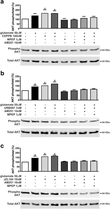 CDPPB-, URB597- and JZL184–mediated AKT phosphorylation requires both mGluR5 and CB1. Shown are representative immunoblots for phospho- (upper panel) and total-AKT expression (lower panel) and graphs depicting the densitometric analysis of phospho-AKT normalized to total-AKT expression in primary cultured corticostriatal neurons that were either untreated (−) or treated (+) with 50 μM glutamate, 1 μM MPEP, 10 nM AM251, 100 nM CDPPB (a), 1 nM URB597 (b) and 10 nM JZL184 (c) for 7.5 min. 100 μg of cell lysate was used for each sample. Data represent the means ± SEM of four independent experiments. * indicates significant difference as compared to untreated neurons (p <0.05)