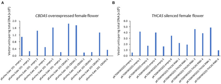Absolute quantitation of vector units in agroinfiltrated hemp flowers in CBDAS overexpressed female flowers (A) and THCAS silenced female flowers (B). The vector accumulation was determined by qPCR using a calibration curve.
