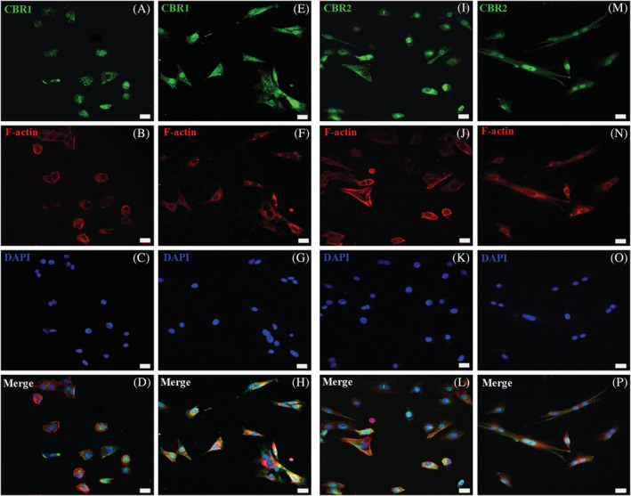 Triple confocal microscopic images representing in‐vitro CBR1 and CBR2 (green) expression in equine primary skin‐derived cells. Immunoreactivity in the primary skin‐derived keratinocytes was detected for CBR1 (A‐D) and CBR2 (I‐L). Similarly, primary skin‐derived dermal cells were, in most present fibroblasts, also positive for CBR1 (E‐H) as well as CBR2 (M‐P). The cell cytoskeletal analysis of F‐actin (Phalloidin‐AF555 staining, red), with its content and distribution, was performed to distinguish keratinocytes (B and J) from fibroblasts (F and N). The DAPI (blue) was used for nucleus counterstaining of keratinocytes (C and K) and fibroblasts (G and O). Images were taken under 40x magnification; scale bars = 20 μm