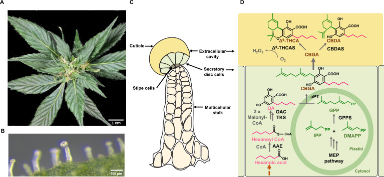 Spatial localization of the phytocannabinoid (PC) pathway in Cannabis. (A) Image of Cannabis female inflorescence. (B) Microscopic view of a capitate stalked glandular trichome on a perigonal bract. (C) Schematic representation of a capitate stalked glandular trichome, the major site of PC biosynthesis and storage. This consists of multicellular stalk (cream), stipe cells at the base of the trichome head (grey), secretory disc cells (light green) and large extracellular storage cavity (yellow). (D) The PC biosynthesis pathway in Cannabis. The methylerythritol phosphate (MEP) pathway takes place in non-photosynthetic chloroplasts of glandular trichome disc cells, while the polyketide pathway is localized in the cytosol. Geranyl pyrophosphate (GPP) is formed from the MEP pathway. The polyketide pathway requires an activated fatty acid starter unit (e.g., hexanoyl-CoA) and three molecules of malonyl-CoA and gives rise to olivetolic acid (OA). Prenylation with GPP by an aromatic prenyltransferase forms CBGA. This is exported to the extracellular cavity where cannabinoid synthases perform oxidative cyclization of the isoprenoid moiety of CBGA, forming the major acid PCs; CBDA and Δ9-THCA. In the final reaction, H2O2 is produced as a biproduct when CBGA is converted to PCs in the presence of O2. Solid dark grey arrows represent known steps in pathways while the brown dashed arrows represent steps of the pathway that have not been resolved. OA, olevetolic acid; IPP, isopentenyl diphosphate; DMAPP, dimethylallyl diphosphate; GPP, geranyl pyrophosphate; CBGA, cannabigerolic acid; CBDA, cannabidiolic acid; Δ9-THCA, Δ9-tetrahydrocannabinolic acid; AAE, acyl activating enzyme; TKS, tetraketide synthase; OA, olivetolic acid cyclase; GPPS, geranyl pyrophosphate synthase; aPT, aromatic prenyltransferase; CBGAS, cannabigerolic acid synthase, CBDAS, cannabidiolic acid synthase; D9-THCAS, D9-tetrahydrocannabinolic acid synthase.