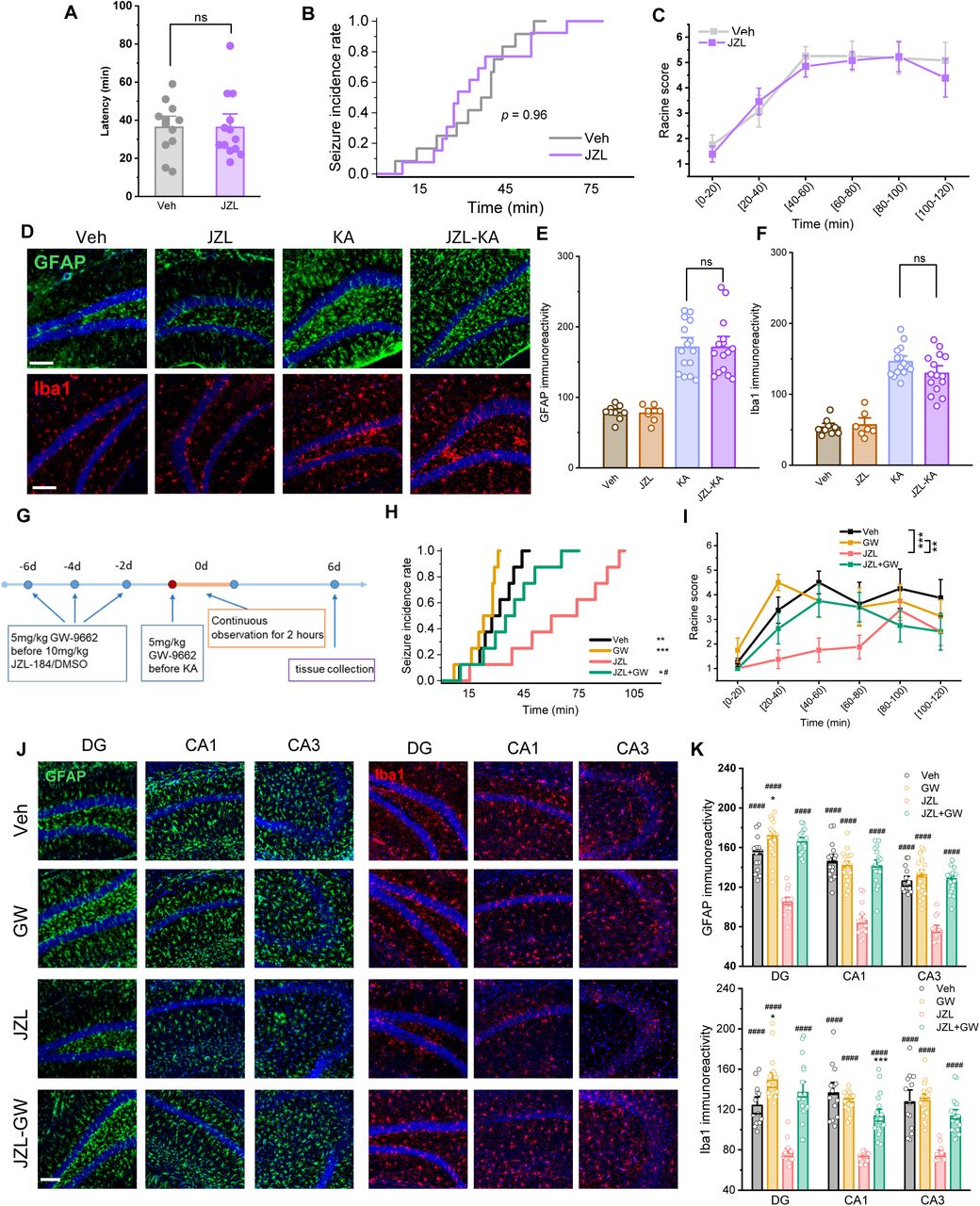 The neuroprotective effects of MAGL inhibition are mediated via CB1 receptors and PPAR-γ signaling pathways. (A) Assessment of seizure susceptibility in CB1 receptor knockout mice treated with the MAGL inhibitor JZL-184 compared to vehicle controls. Data are means ± SEM. (n=12∼13 mice/group). (B) Cumulative seizure incidence rate (Log-rank test). (C) Time course of Racine scores (Two-way repeated measures ANOVA). (D) Representative immunofluorescence images of GFAP (green) and Iba1 (red) staining in the hippocampus of DMSO- and JZL-treated mice following KA or saline (Veh) administration. Scale bar: 100 μm. (E&F) Quantification of GFAP (E) and Iba1 (F) immunoreactivity. Data are means ± SEM. (ANOVA with Turkey test, 3∼4 sections/animal, n=3∼4 mice/group). (G) Schematic timeline of the rescue experiment using GW-9662 (GW). (H) Kaplan-Meier curves showing cumulative seizure incidence (n=8). Statistical significance was determined by the Log-rank test with Holm-Sidak’s multiple comparison test. (I) Time course of seizure severity (Racine score). **p<0.01, ***p<0.001 (two-way repeated measures ANOVA with Turkey test, n=8 animals/group). (J) Representative immunofluorescence images of GFAP (green) and Iba1 (red) in the DG, CA1, and CA3 regions across the four treatment groups (Veh, GW, JZL, and JZL+GW). Scale bar: 100 μm. (K) Quantification of GFAP (top) and Iba1 (bottom) immunoreactivity in the hippocampal subregions. Data represent individual slice values (3–4 slices per mouse) from n = 4-5 mice per group. Data are means ± SEM. *p<0.05, **p<0.01, ****p<0.001 compared with Veh, #p<0.05, ##p<0.01, ####p<0.001 compared with JZL (ANOVA with post hoc Turkey test, 3∼4 sections/animals, n=4∼5 animals/group).