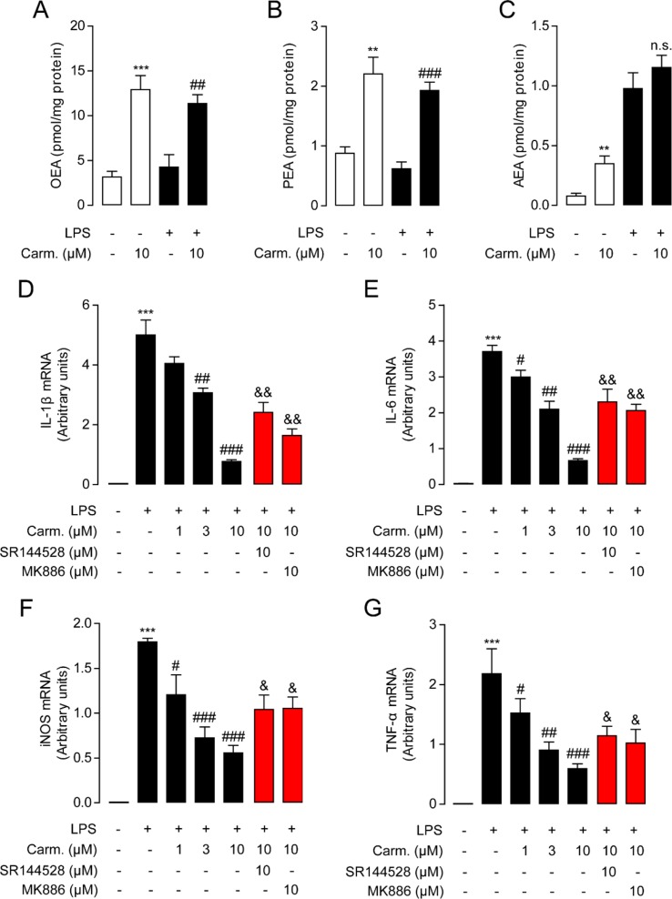 Carmofur reduced lipopolysaccharide (LPS)-induced inflammation in Raw264.7 cells. Effect of carmofur or vehicle on palmitoylethanolamide (PEA) (A), oleoylethanolamide (OEA) (B), and anandamide (AEA) levels (C) in Raw264.7 cells. Effect of carmofur, SR144528, and MK886 on mRNA expression of IL-1β (D), IL-6 (E), iNOS (F), and TNF-α (G) in Raw264.7 cells treated with vehicle (0.1% DMSO) or LPS (500 ng/ml) for 72 h. Results are expressed as mean ± SEM, n = 3 replicates per group. mRNA levels are presented relative to the GAPDH mRNA expression. **P < 0.01; ***P < 0.001 vs. Sham. # P < 0.05; ## P < 0.01; ### P < 0.001 vs. LPS + vehicle. & P < 0.05; && P < 0.01 vs. LPS + carmofur (10 µM) by one-way ANOVA test.