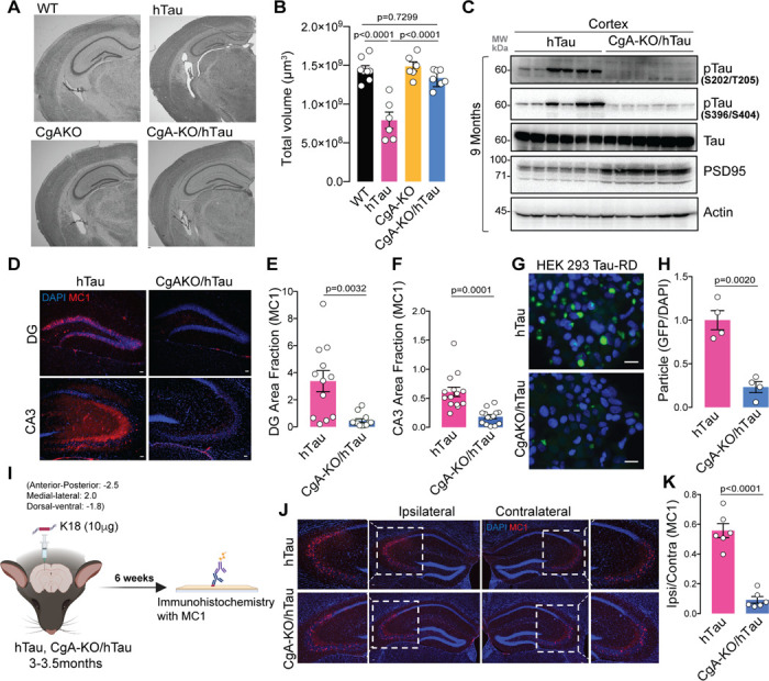 CgA deficiency reduces tauopathyA. Representative Nissl staining of mouse brain section of WT, hTau, CgA-KO and CgA-KO/hTau littermate mice of 9–10 months of age. Scale bar = 100 mm.B. Estimated volume of the hippocampus of 9–10-months-old WT (n=8), hTau (n=6), CgA-KO (n=6) and CgA-KO/hTau mice (n=7). (One-way Anova, Sidak’s Multiple comparison test, F3, 23=1.969, P<0.0001)C. WB of cortex RIPA lysates of hTau (n=6) and CgA-KO/hTau (n=6) mice showing levels of pathogenic phosphorylated Tau (pTau), total Tau, PSD95 and actin.D. Representative IF images showing the levels of MC1 labeled tau aggregates in the Dentate Gyrate (DG) and CA3 region of hippocampus. Scale bar = 50 mmE. Image J quantification of MC1+ Tau aggregates revealed by IF in DG (n=12) (Unpaired two-tailed T-test with Welch’s correction, t=3.696, df=11.71).F. Image J quantification of MC1+ Tau aggregates revealed by IF in CA3 (n=14) (Unpaired two-tailed T-test with Welch’s correction, t=4.836, df=17.31).G. Fluorescence images of HEK293 cells expressing TauRD-GFP transfected with the brain extracts of hTau (top) or CgA-KO/hTau mice. Scale bar = 50 mmH. Image J quantification of Tau aggregates (FRET+) as shown in F, normalized to DAPI counts (n=4 per group) (Unpaired two-tailed T-test with Welch’s correction, t=6.112, df=4.753).I. Schematics describing the Tau fibrils (K18/PL)-induced spreading assay.J. Representative IF images using MC1 antibody showing spreading of tau aggregates from the site of injection (ipsilateral) to the opposite site (contralateral) of the hippocampus. A zoomed-in view of the aggregate-rich region is shown in each case. Scale bar = 50 mm.K. Image J quantification of tau aggregates as a ratio of MC1+ area in ipsilateral hippocampus relative to the contralateral hippocampus as in (J) (n = 6 mice per group) (Unpaired two-tailed T-test with Welch’s correction, t=8.814, df=7.042).