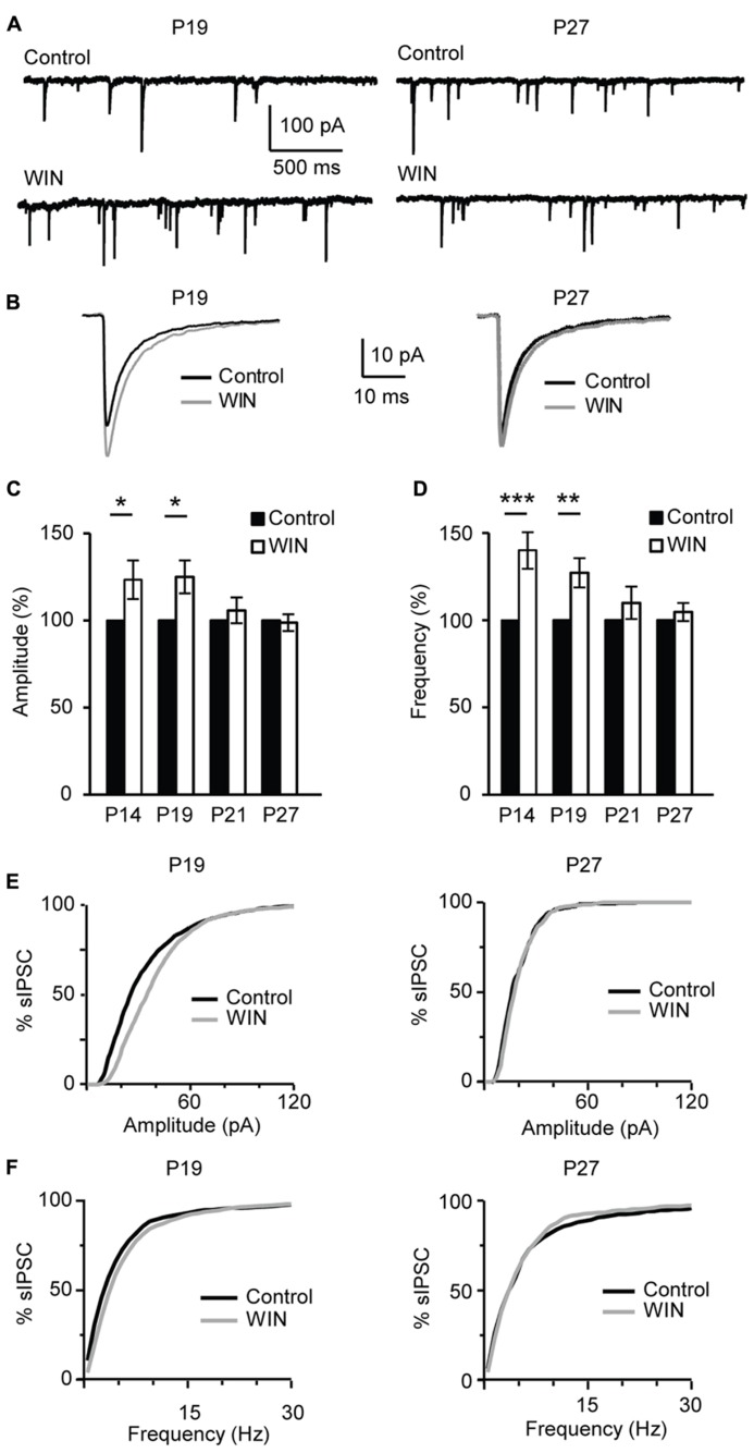 CB-dependent inhibitory potentiation is developmentally regulated. (A) Example traces showing sIPSCs recordings for Control and following WIN application (WIN 55,212-2, 1 μM) at P19 and P27. (B) Average sIPSCs for the conditions shown in (A). Black: control; gray: WIN 55,212-2. (C,D) Bar plot summarizing the effect of WIN 55,212-2 on sIPSC amplitude (C) and frequency (D) by age groups P14 (immediately after eye opening), P19 (pre-critical period), P21 (onset of the critical period), P27 (peak of the critical period). Black: control; white: WIN 55,212-2. Amplitude and frequency are represented relative to the Control for each age group to show fold changes. (E) Cumulative distribution of sIPSC amplitudes for control (black) and WIN (gray) at P19 (left) and P27 (right). (F) Cumulative distribution of sIPSC frequencies for control (black) and WIN (gray) at P19 (left) and P27 (right). Data are presented as mean ± SEM, statistical significance is indicated by * for P < 0.05, ** for P < 0.001, *** for P < 0.001.