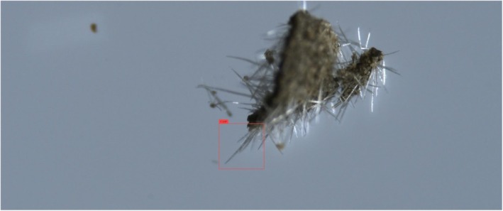 Correct DETR detection of non‐glandular trichome hairs on a non‐cannabis plant. DETR outputs bounding boxes surrounding detected objects, each with a class label and a confidence value.