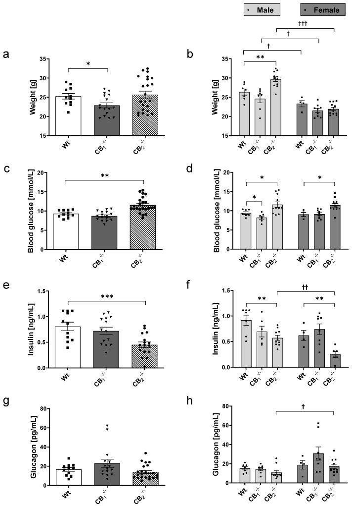 Determination of body weight (a,b), blood glucose (c,d), plasma insulin (e,f) and glucagon (g,h) of wild-type (Wt) and cannabinoid receptor knockout mouse lines (CB1−/−, CB2−/−). (a,b) CB1−/− mice displayed decreased body weights. Male CB2−/− mice showed a significantly elevated body weight. Female mice of all groups indicated lower weights then their male counterparts. (c,d) Male CB1−/− mice showed reduced blood glucose values. In contrast, CB2−/− mice of both sexes revealed increased blood glucose values. (e,f) Mean plasma insulin levels were decreased in CB2−/− mice of both sexes. In addition, female CB2−/− mice showed lower insulin levels than male CB2−/− mice. (g,h) Mean plasma glucagon levels pointed to a slight increase in CB1−/− mice. Female CB1−/− seemed to be responsible for this increase. Female CB1−/− and CB2−/− mice showed higher glucagon levels than their respective male counterparts. Values are presented as standard error of the mean (±S.E.M.) with n = 11–23 animals per group or n = 4–12 animals per group when analysing data for male or female Wt and knockout mice separately. * p < 0.05; ** p < 0.01; *** p < 0.001 for overall group comparisons within male or female Wt and knockout mice; †p < 0.05; †† p < 0.01; ††† p < 0.001 for sex-specific comparisons between male and female Wt or knockout mice; unpaired t-test.