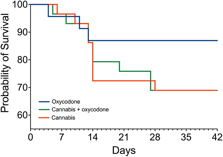 Survival curves: number of patients in the study. Blue line: oxycodone group; orange line: cannabis group; green line: combined cannabis and oxycodone group. In the oxycodone group, 23 patients began treatment, while 3 patients dropped out. In the other two groups, 29 patients started treatment, while 9 patients dropped out.