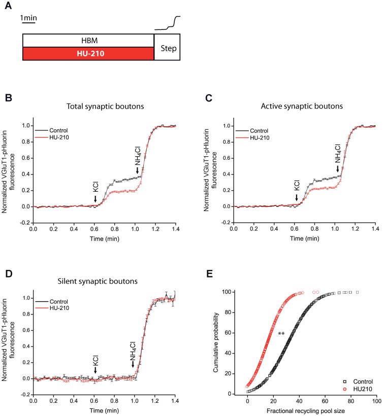 HU-210 reduced the size of the SV recycling pool in VGLUT1-pHluorin experiments with bafilomycin.Control cells in HBM and HU-210 (5 µM, 10 min) treated cells, were stimulated with 50 mM KCl (10 sec) followed by the addition of NH4Cl (50 mM) (step) as shown in scheme A. Average response of the whole population (B) and of the active (C) and silent (D) subpopulations of synaptic boutons, at 1.33 mM extracellular Ca2+. E) Cumulative probability plot of individual responses in control (black squares) and HU-210 treated cells (red circles). Number of synaptic boutons analyzed (total/ silent and active synaptic boutons, n, coverslip number) in each condition. In control: 402/10 and 392, n = 4. In HU-210: 267/45 and 222, n = 4. **p<0.01, Kolmogorov-Smirnov test.