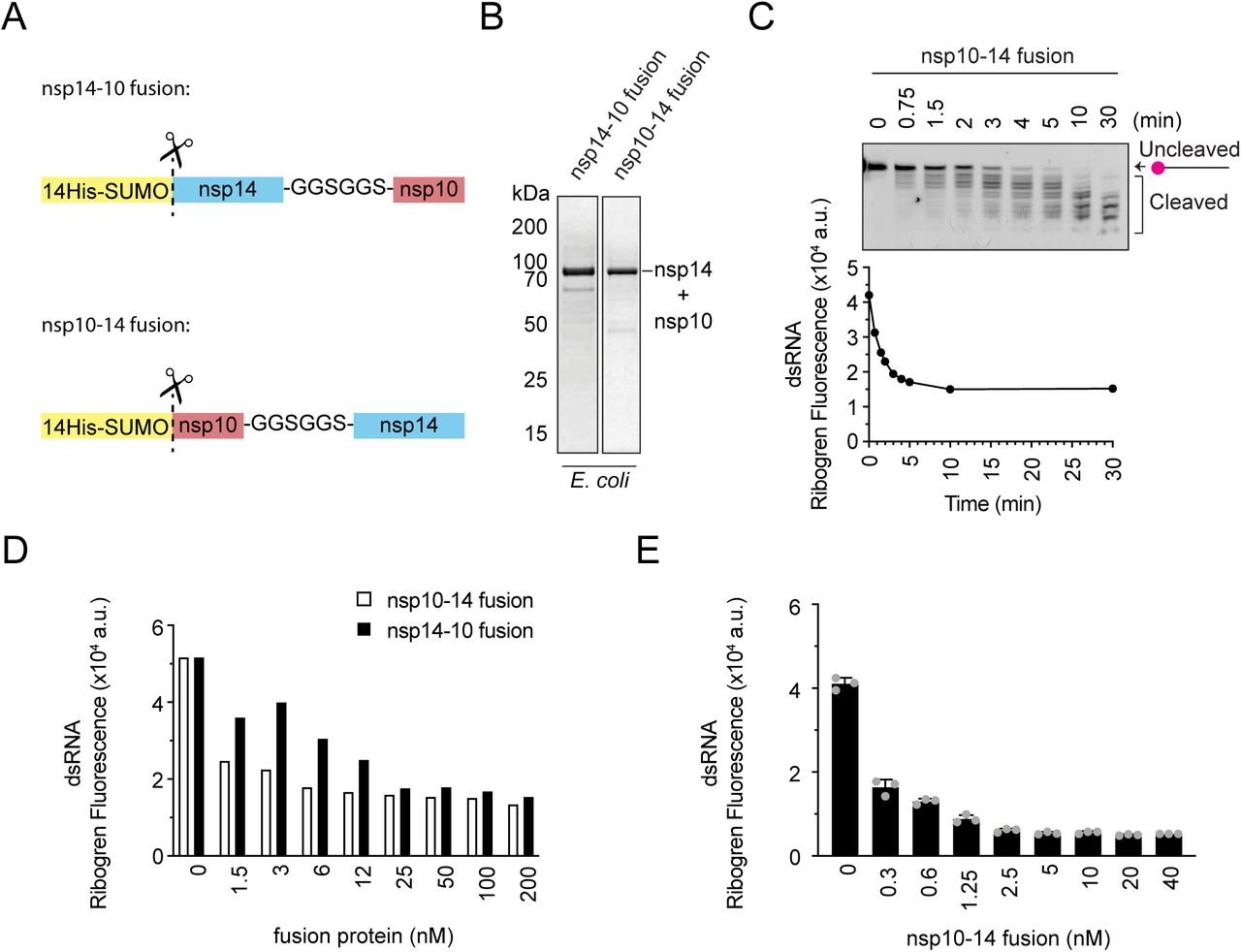 The nsp14-10 fusion protein is an efficient exonucleaseA. Schematic of nsp14-10 and nsp10-14 fusion proteins. B. Coomassie-stained SDS-PAGEs of purified nsp14-10 and nsp10-14 fusion proteins (75 kDa). Connecting linker is GGSGGS. C. Time course of exonuclease reaction containing 5 nM nsp10-14 fusion and 50 nM Cy5-substrate. Reactions were split in half and separated on TBE-urea polyacrylamide gels or incubated with RiboGreen. D. Exonuclease reactions containing a titration of nsp10-14 and nsp14-10 fusion proteins and 50 nM Cy5-substrate performed for 30 minutes. E. Titration of nsp10-14 fusion in exonuclease assay with 50 nM unlabelled dsRNA substrate after 30 min detected by RiboGreen. Error bars represent standard deviation from the mean.