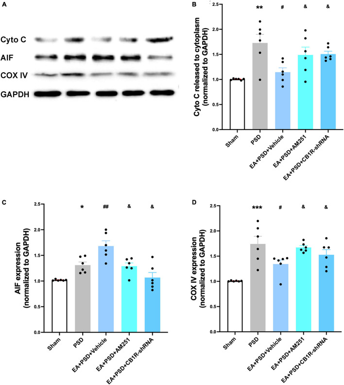 Supplementation with AM251 or CB1R-shRNA reversed the improved mitochondrial function mediated by EA treatment. (A) Representative images of western blots of the cytochrome C, AIF and COX ? proteins. (B,D) Quantitative changes in cytochrome C (B), AIF (C) and COX IV (D) and in the in the hippocampus (n = 6, *P < 0.05, **P < 0.01, and ***P < 0.01 vs. the sham group, #P < 0.05, ##P < 0.01 vs. the PSD group, &P < 0.05 vs. the EA group).