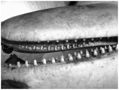 Tooth wear of the Southern Australian bottlenose dolphin in Port Phillip Bay.It can be seen that there is very low levels of tooth wear present.